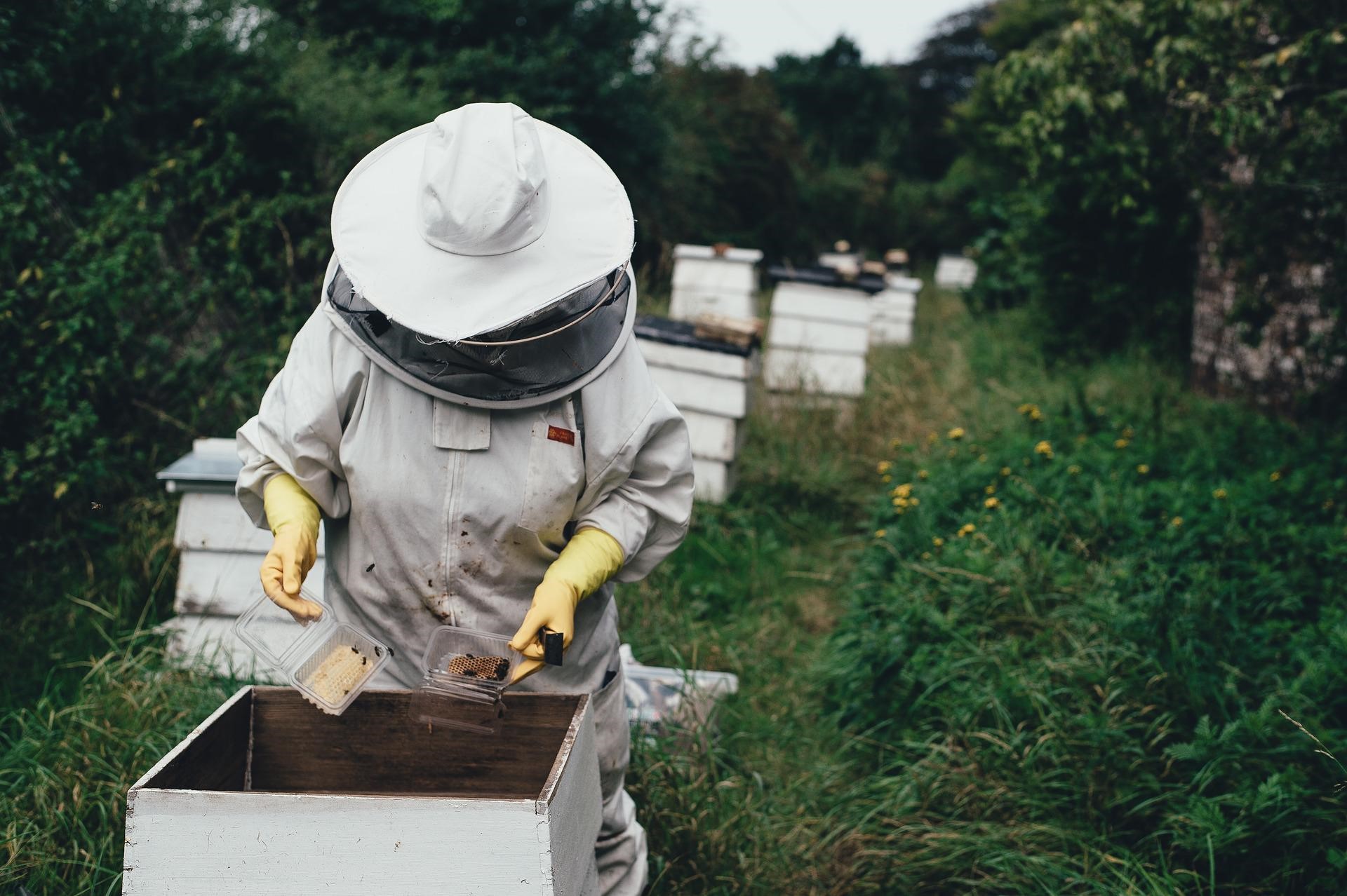 Besuch im Bienengarten am Herzborn – Melden Sie sich jetzt an